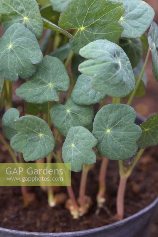 Seedlings of Nasturtium Tropaeolum 'Blue Pepe' grown for micro greens - bred for its peppery leaves and compact habit