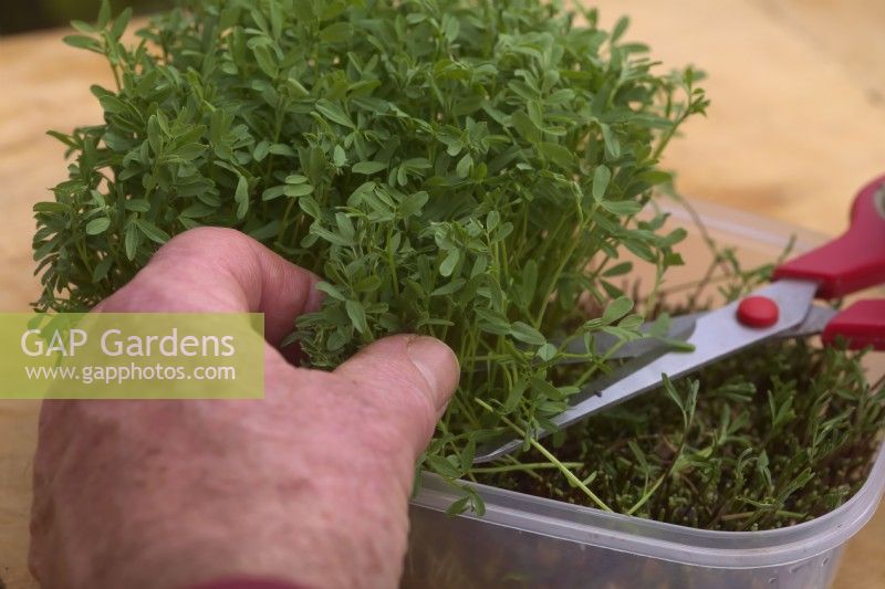 Harvesting sprouting Beluga lentils for micro greens - Lens culinaris syn. Lens esculenta