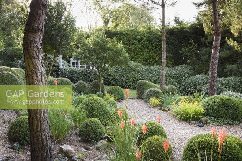 A garden of largely green plants at Dip-on-the-Hill, Ousden, Suffolk in August featuring clipped Lonicera nitida, Buxus sempervirens and Eleagnus x ebbingeii amongst trees and bright accents of orange kniphofias and crocosmias.