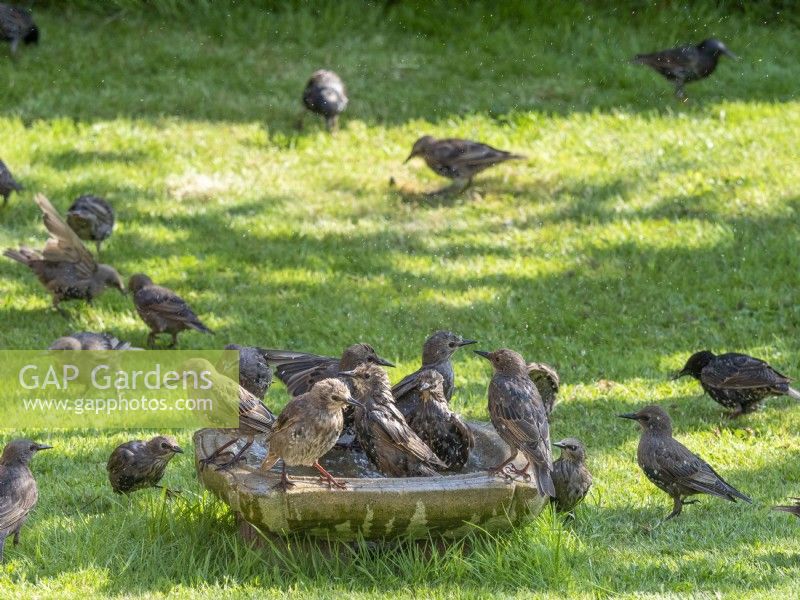 Young starlings using garden bird bath