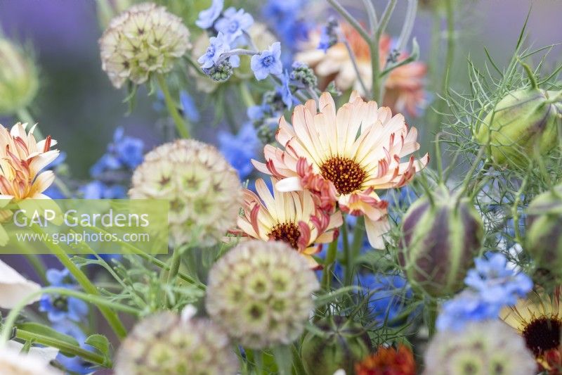 Calendula 'Sherbet Fizz', Scabiosa stellata 'PingPong', Cynoglossum amabile - Chinese forget-me-not