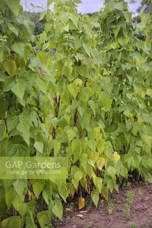 Climbing Beans Phaseolus vulgaris 'Borlotto' supported by a pyramid structure of four bamboo canes tied together at the top