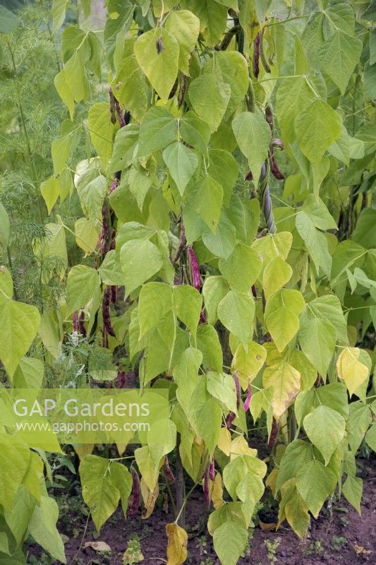 Climbing Beans Phaseolus vulgaris 'Borlotto' supported by a pyramid structure of four bamboo canes tied together at the top