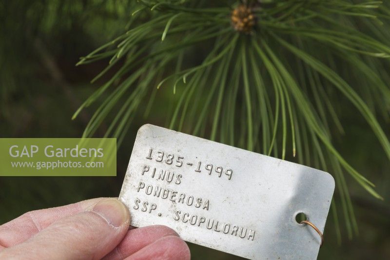 Hand holding metal plant identification tag for Pinus ponderosa - Western yellow pine tree, Quebec, Canada