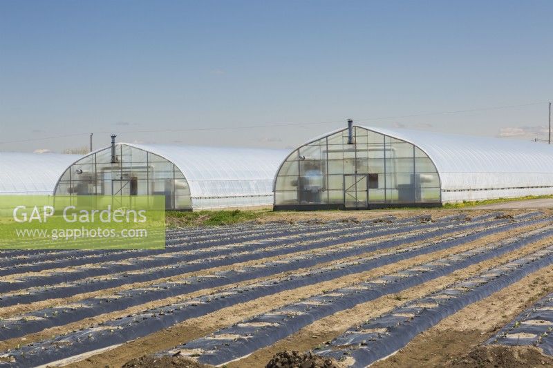 Polyethylene film greenhouses and agricultural field with black sheeting protecting Lactuca sativa - Lettuce seedlings in spring, Quebec, Canada