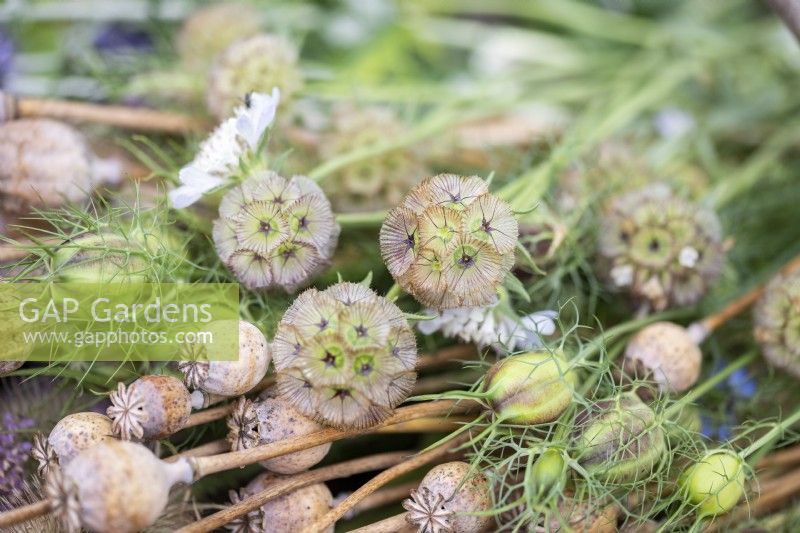 Scabiosa stellata 'PingPong', Nigella seed pods, Poppy seed pods