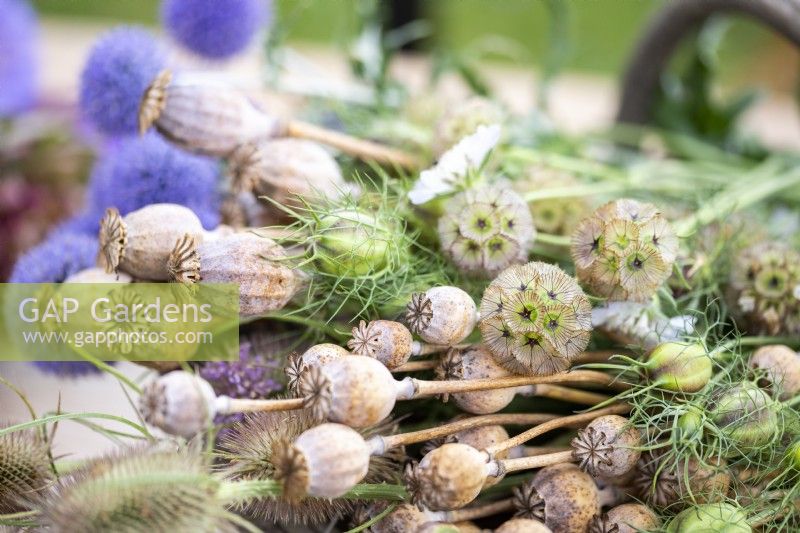 Scabiosa stellata 'PingPong', Nigella seed pods, Poppy seed pods, Echinops ritro, Dipsacus fullonum - Teasel in a trug