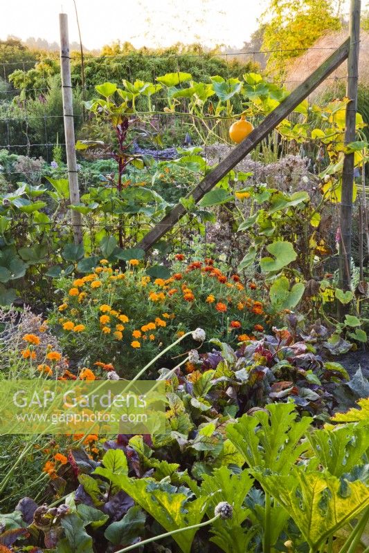 Mixed planting in vegetable garden including courgette, beetroot, marigold and pumpkin.