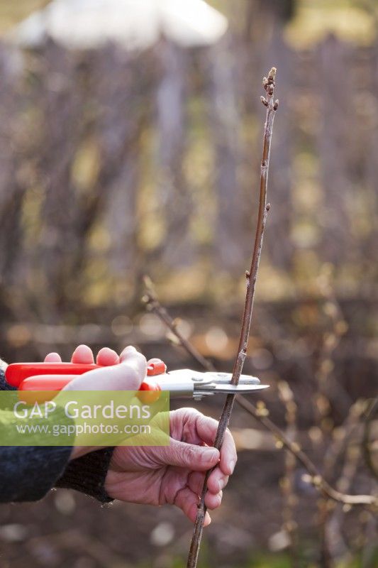 Propagating red currant from cuttings. Taking one year old hardwood cuttings.