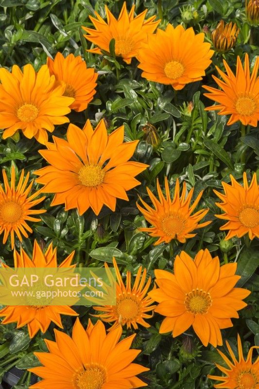 Gazania 'Orange Clear' - May