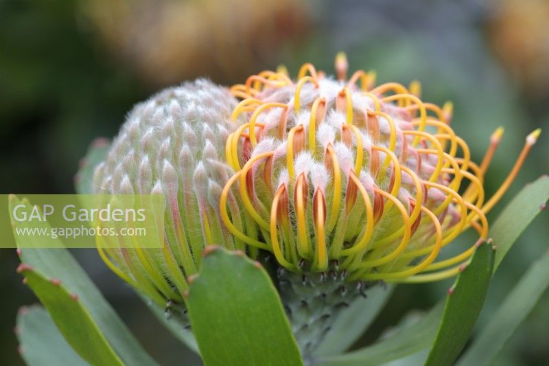 Leucospermum cordifolium Common Pincushion Protea, Cape Town, South Africa