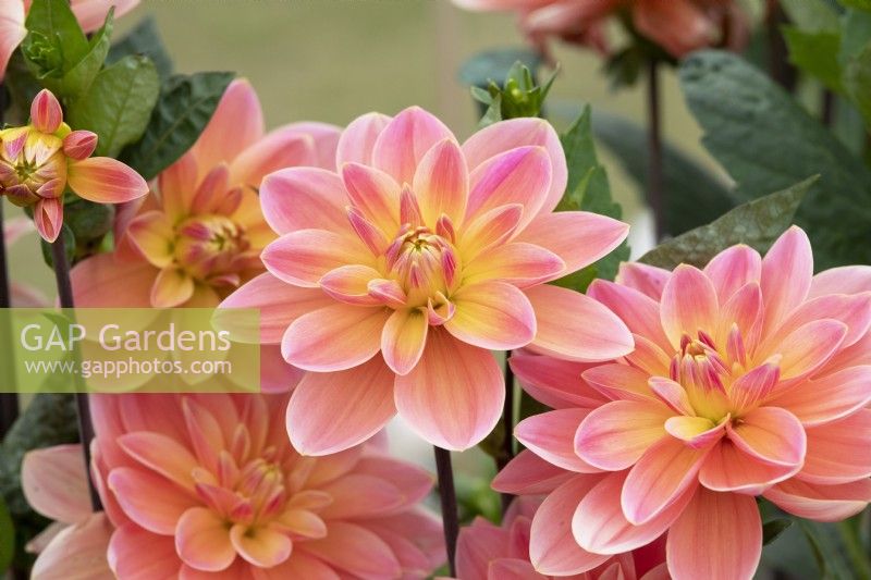 Dahlia 'Mister Frans' -  Waterlily dahlia