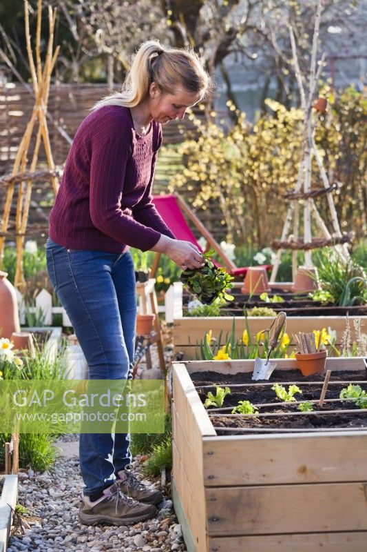 Separating out Swiss chard seedlings before planting in raised bed.