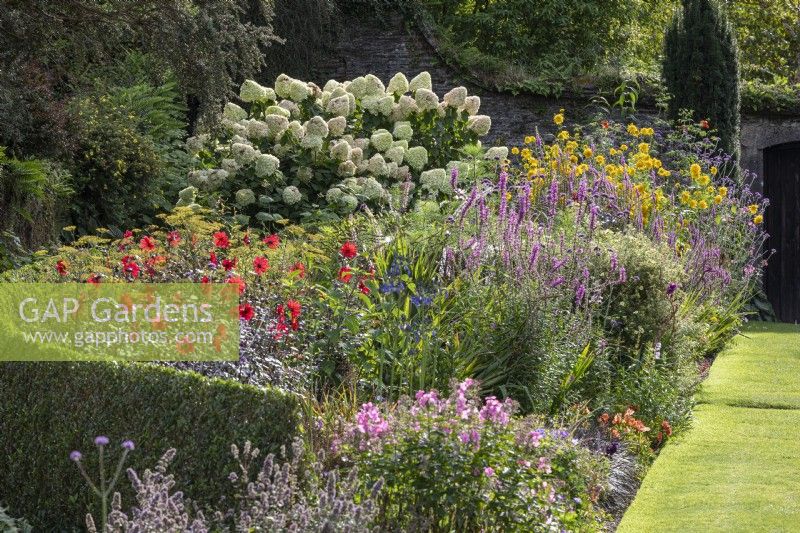 Deep summer border with Dahlia 'Bishop of Llandaff' Lythrum salicaria, Hydrangea 'Limelight' and hedges of Phillyrea angustifolia f.rosmarinifolia