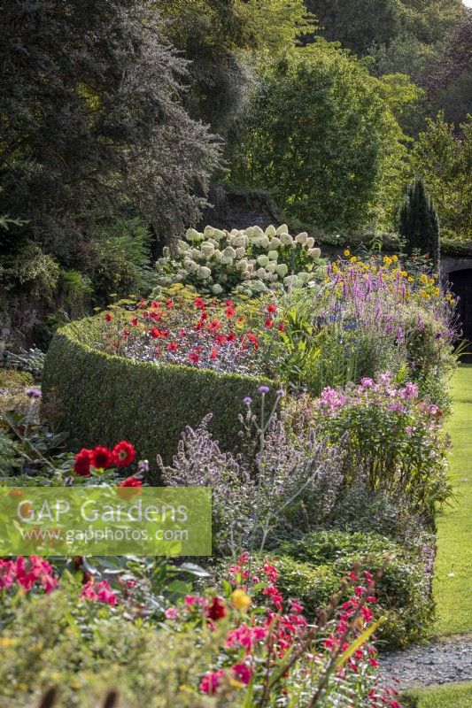 Deep summer border with Dahlia 'Bishop of Llandaff' Lythrum salicaria, Hydrangea 'Limelight' and hedges of Phillyrea angustifolia f.rosmarinifolia