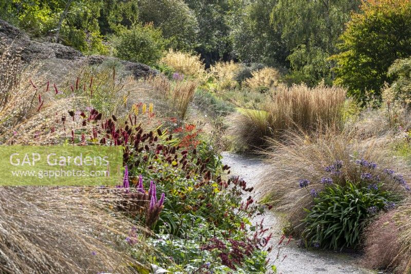 Late summer garden. Planted with Grasses- Chionachloa rubra, Anemanthele lessoniana, Calamagrostis, Persicaria  amplexicaulis 'Dikke Floskes'