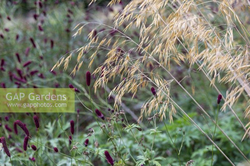 Stipa gigantea and Sanguisorba officianalis