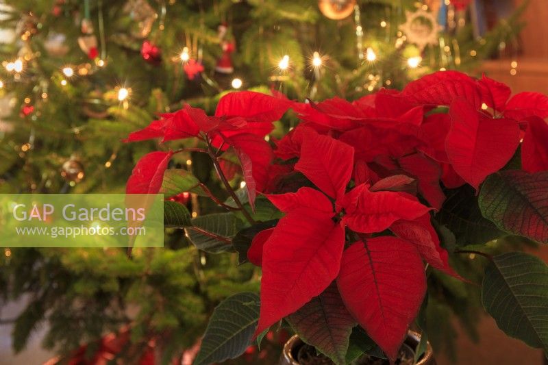 A red poinsettia sets the Christmas mood, with a Christmas tree with fairylights behind.