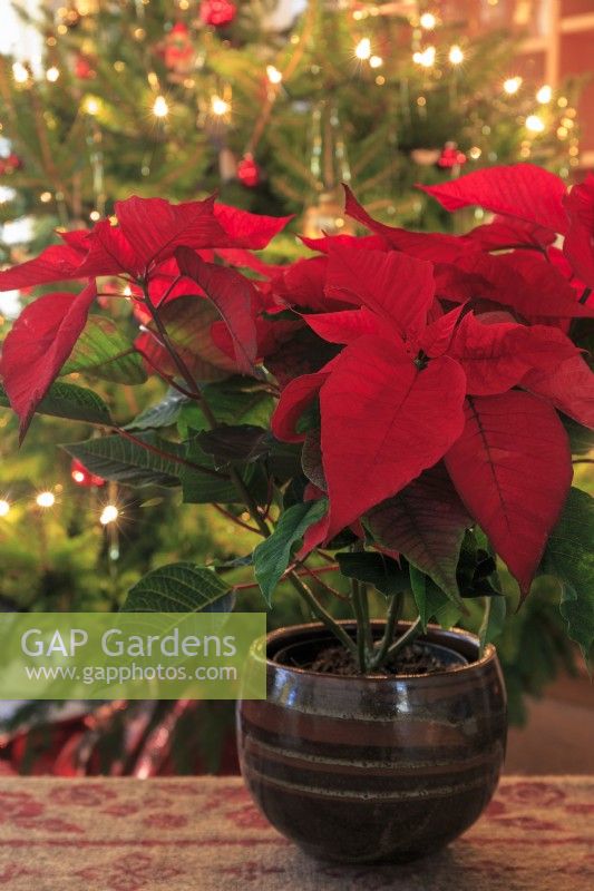 A red poinsettia sets the Christmas mood, with a Christmas tree with fairylights behind it.