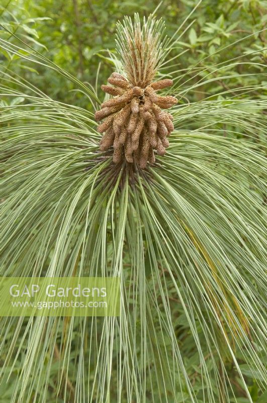 Pinus engelmannii - Apache pine