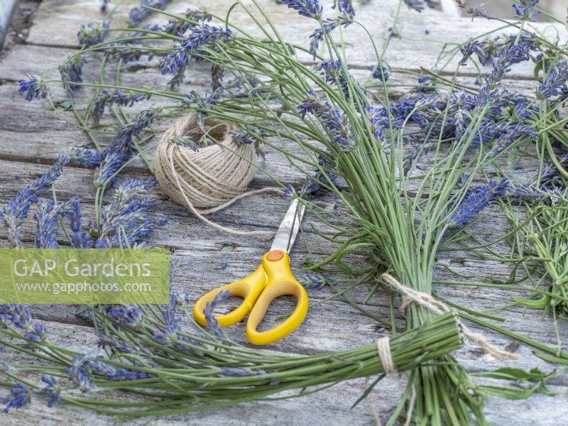 Cut and dry lavender flowers - tie together into bunches with string