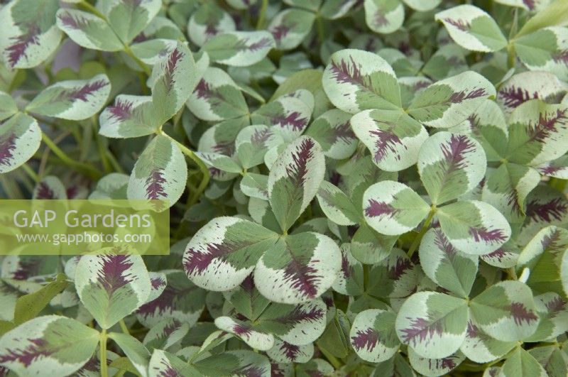 Trifolium repens 'Dragon's Blood' - white clover