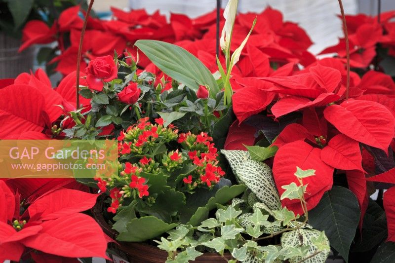 Decorative basket with poinsettia,  kalanchoe and dwarf rose, with Poinsettia 'Astro Red' behind.