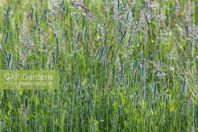 Alopecurus pratensis, meadow foxtail grasses flowering in a Sussex field in summer - July