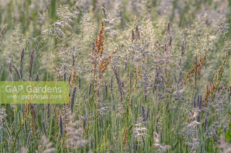 Mixed fine meadow grasses flowering in a Sussex field in summer - July