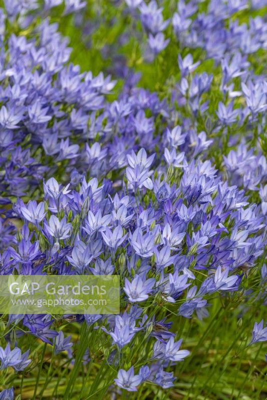 Triteleia laxa - grassnut flowering in summer - July