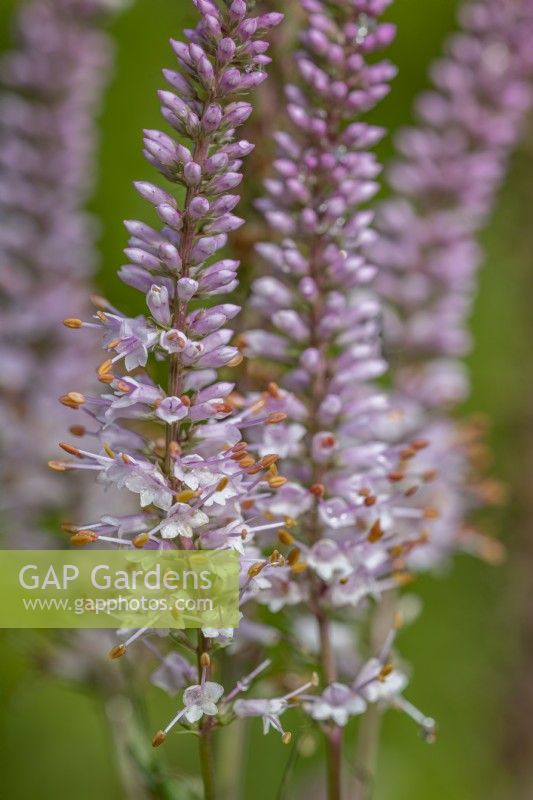 Veronicastrum virginicum 'Erica' - Culver's root flowering in summer - August