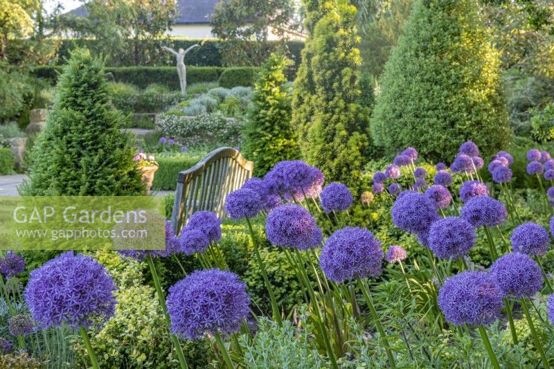 Allium 'Purple Sensation' in the Italian garden - June