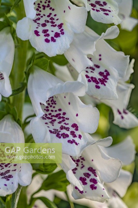 Digitalis purpurea 'Dalmatian White' - foxglove - June 