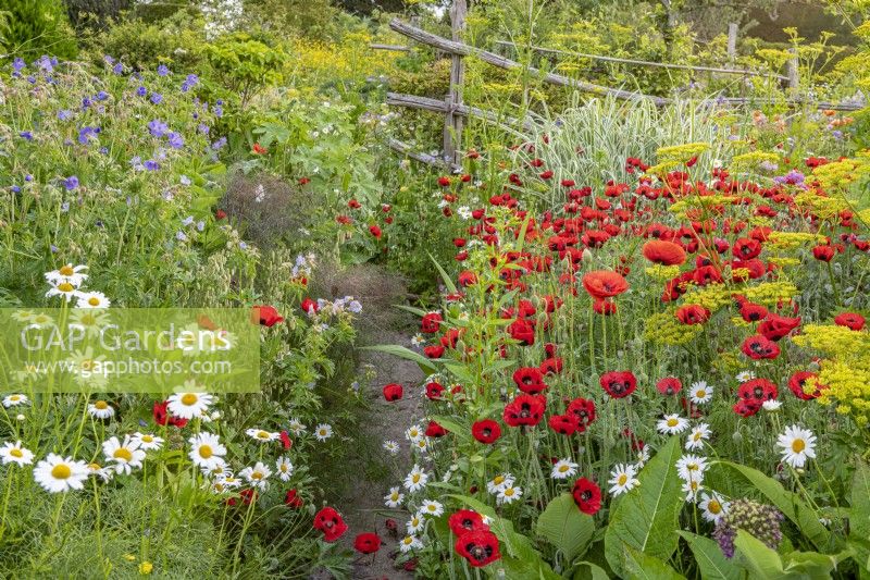 Papaver commutatum 'Ladybird' in the high garden border - poppy - June