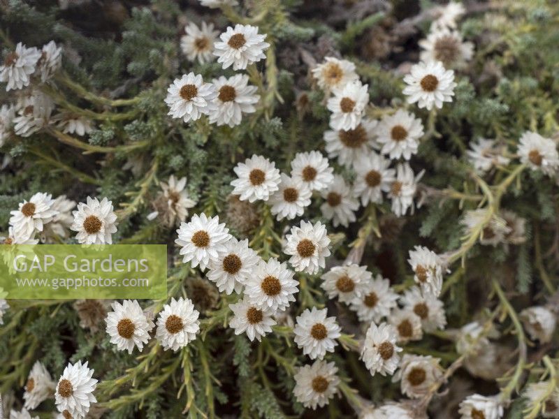 Castroviejoa frigida  Corsican Everlasting in September