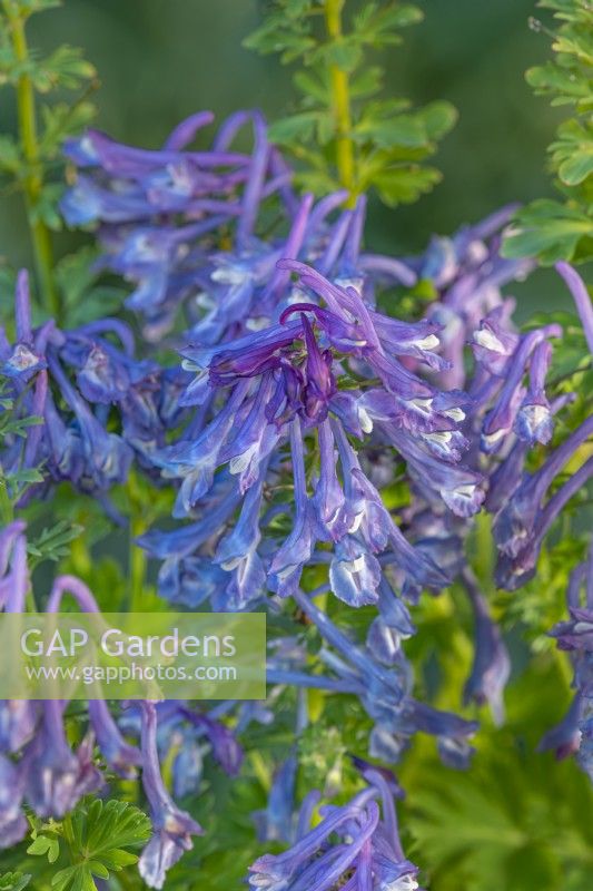 Corydalis corymbosa flowering in summer - July