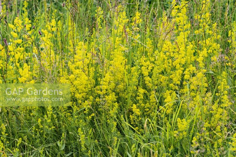 Galium verum - Lady's Bedstraw flowering in a meadow in summer - July