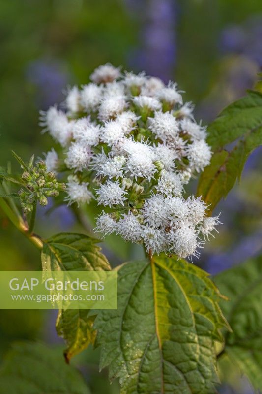 Ageratina altissima - white snakeroot flowering in summer  - July