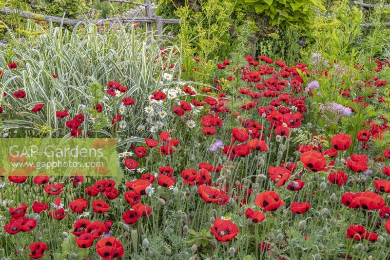 Papaver commutatum 'Ladybird' in a cottage garden border - poppy - June