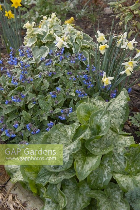Pulmonaria 'Lewis Palmer' with Arum italicum 'Green Marble' and Narcissus 'Curlew'