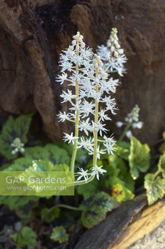 Tiarella 'Appalachian Trail' - foam flower