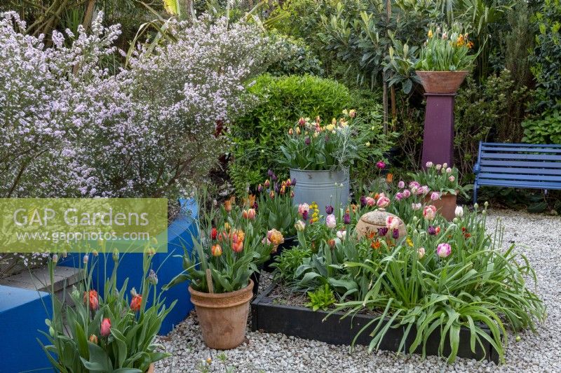 Small London garden in spring with tulip collection - Tulipa 'Weber's Parrot' , 'Queen of the Night' and 'Helmar' 