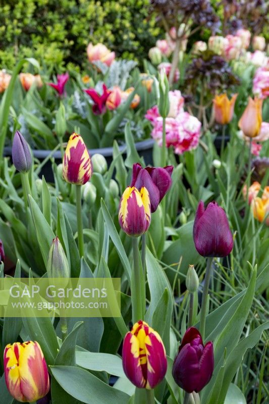 Tulipa 'Helmar'and 'Queen of the Night' in border