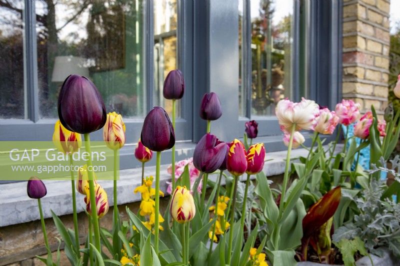 Tulipa 'Queen of the Night',  'Helmar', in window container