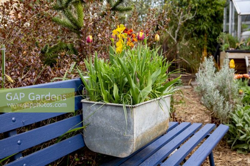 Blue wooden garden seat with old zinc container with tulip 'Helmar' and yellow wallflowers