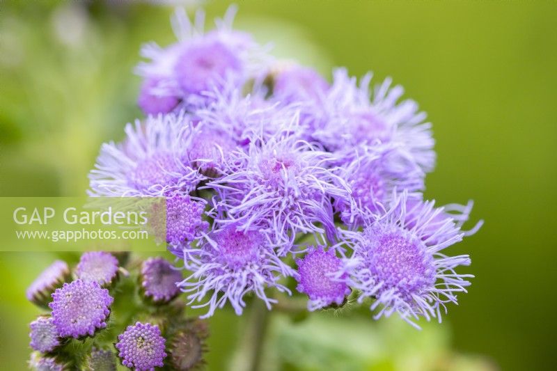 Ageratum 'Blue Mink'