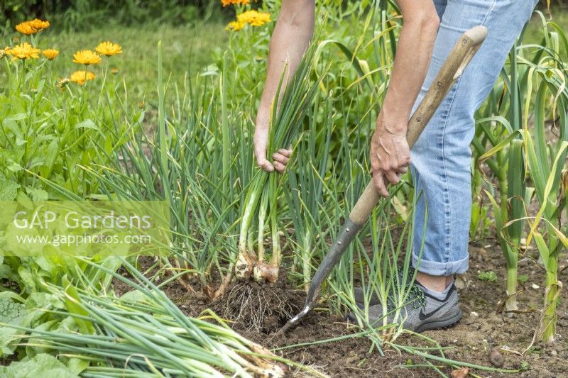 Using a digging fork to help pull the shallots out of the ground