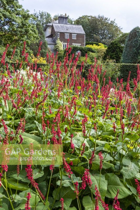 Persicaria amplexicaulia 'Taurus' in front of large sloping garden