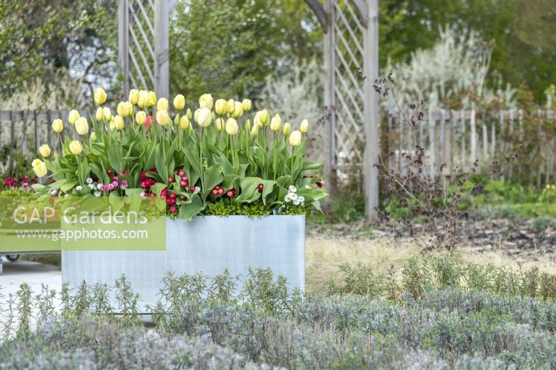 Modern galvanised container planted with Tulipa 'Grand Perfection', 'Ivory Floradale' and underplanted with Bellis perennis 'Carpet'