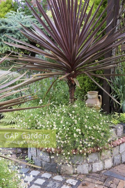 Cordyline australis â€˜Red Starâ€™underplanted with Erigeron karvinskianus in raised bed made of reclaimed materials 